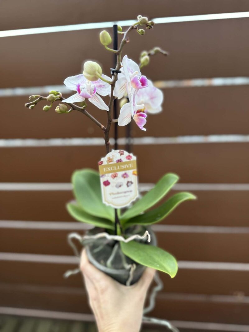 Phalaenopsis Limited 20 | Storczyk