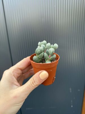 Delosperma lehmannii