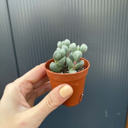 Delosperma lehmannii