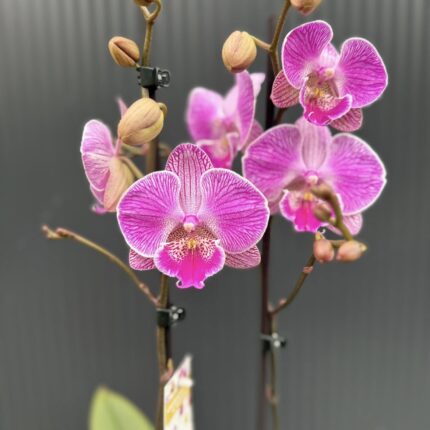 Phalaenopsis Royal Smile | Storczyk