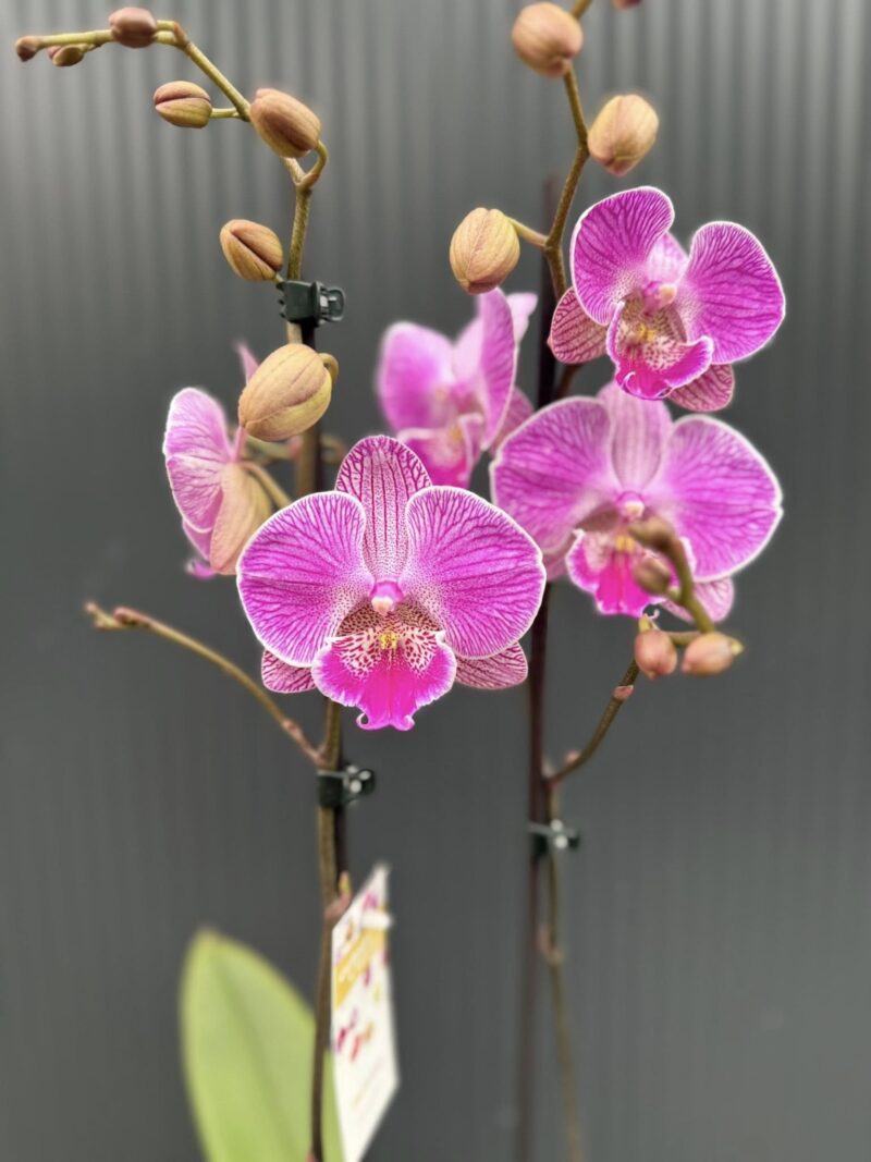 Phalaenopsis Royal Smile | Storczyk