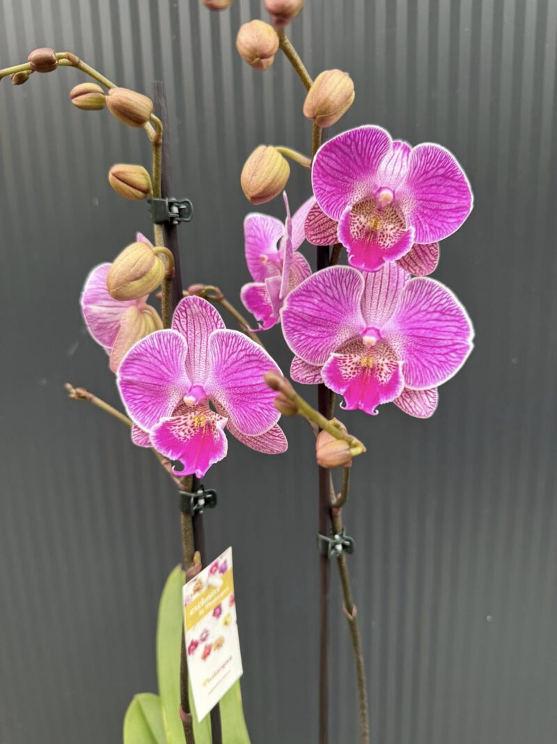 Phalaenopsis Royal Smile | Storczyk