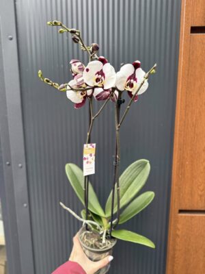 Phalaenopsis Polka Dot | Storczyk