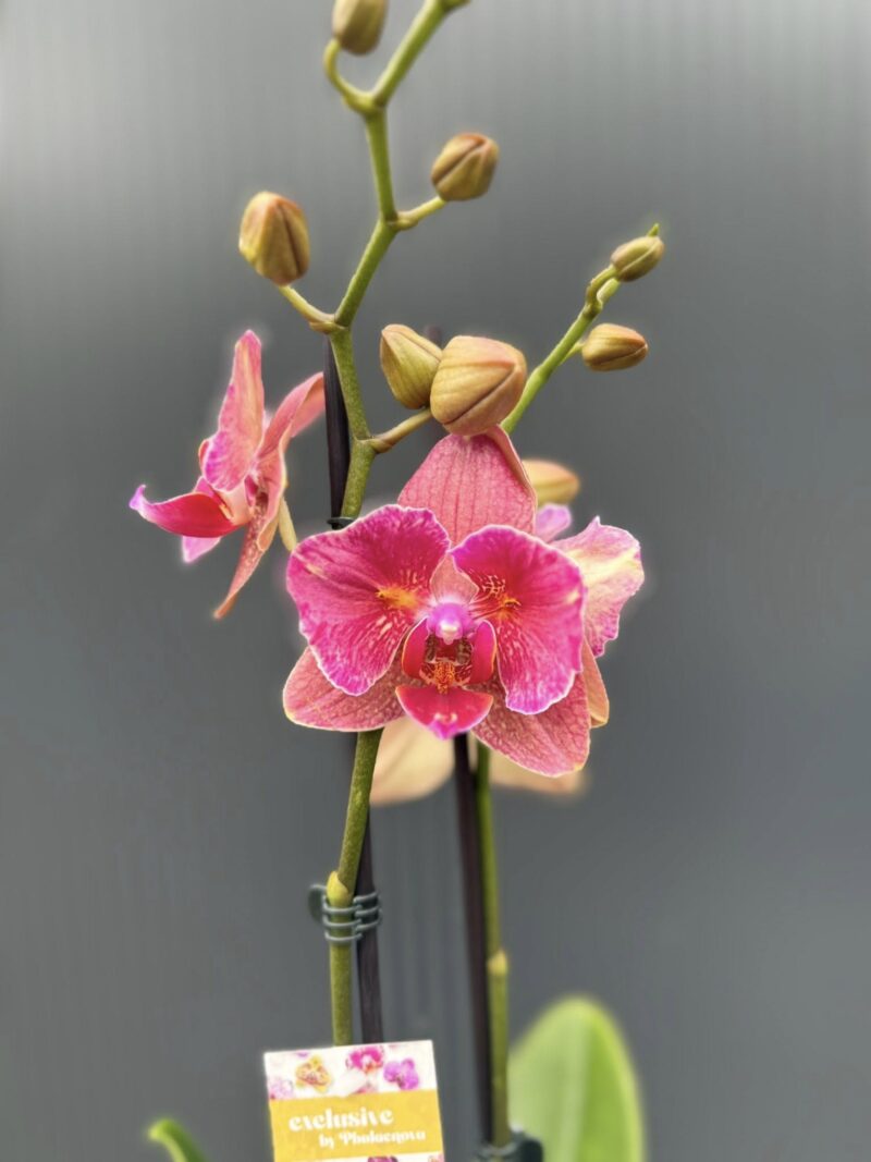 Phalaenopsis ‘Pirate Picotee Red Peloric’ | Storczyk