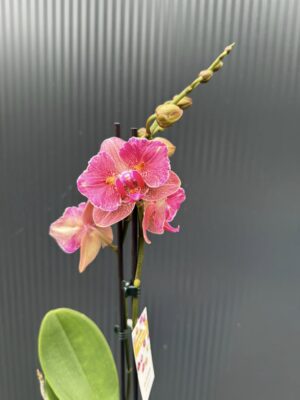 Phalaenopsis ‘Pirate Picotee Red Peloric’ | Storczyk