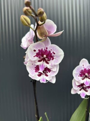 Phalaenopsis Lioulin Hot Lip | Storczyk
