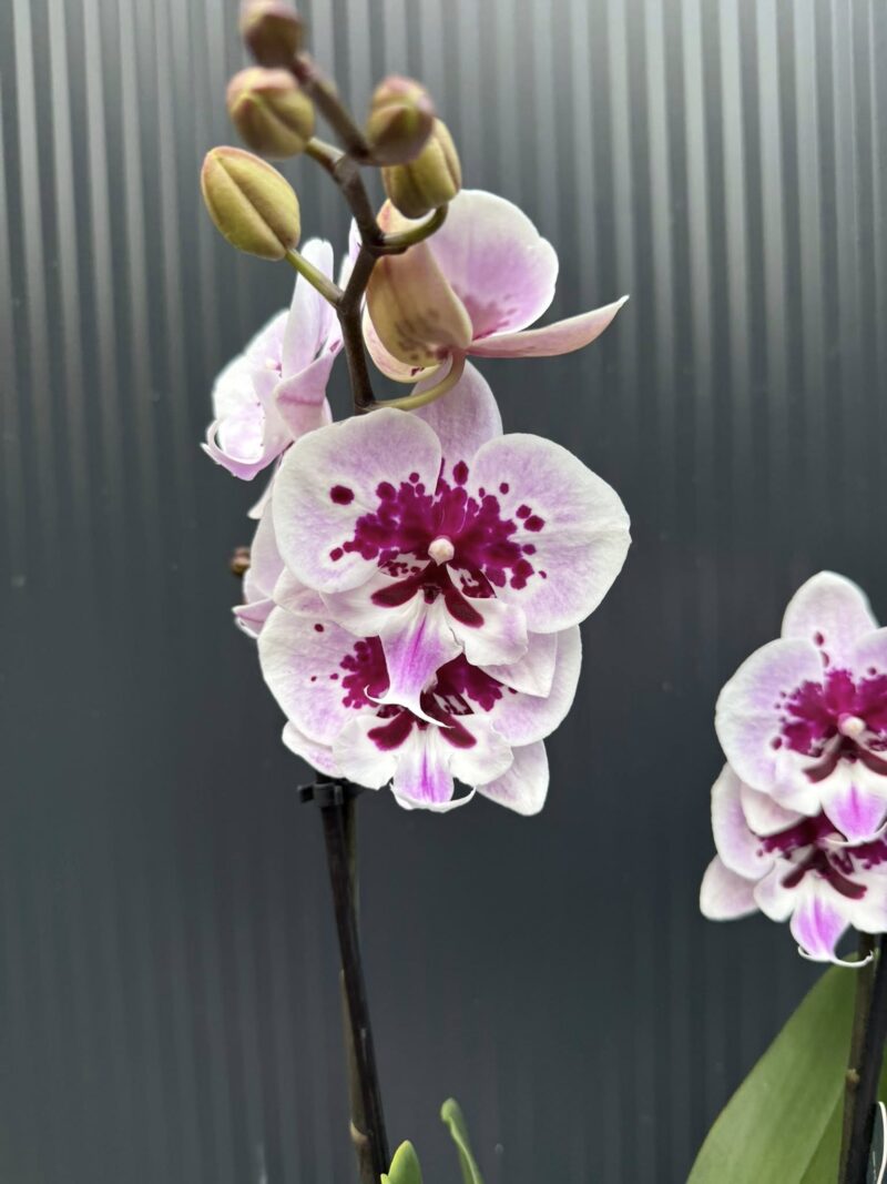 Phalaenopsis Lioulin Hot Lip | Storczyk