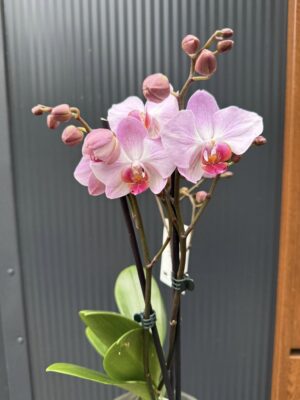 Phalaenopsis ‘Candy’ | Storczyk