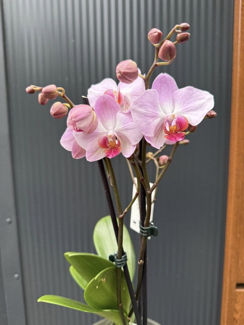 Phalaenopsis ‘Candy’ | Storczyk