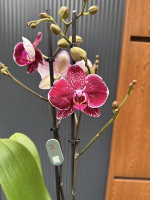 Phalaenopsis Education  | Storczyk