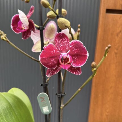 Phalaenopsis Education  | Storczyk