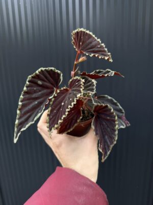 Begonia darthvaderiana ‘Green Spots’