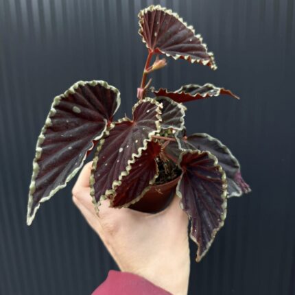 Begonia darthvaderiana ‘Green Spots’