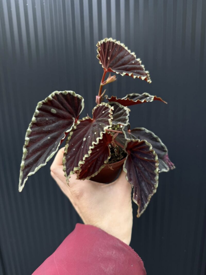 Begonia darthvaderiana ‘Green Spots’