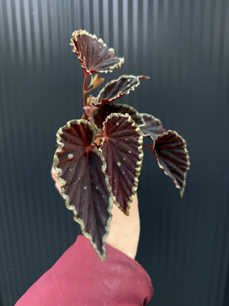 Begonia darthvaderiana ‘Green Spots’