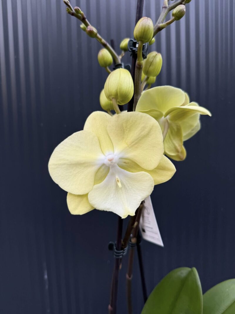 Phalaenopsis (Tying Shin Melody × KS Big Johnson) | Storczyk