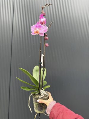 Phalaenopsis Cadillac Peloric | Storczyk