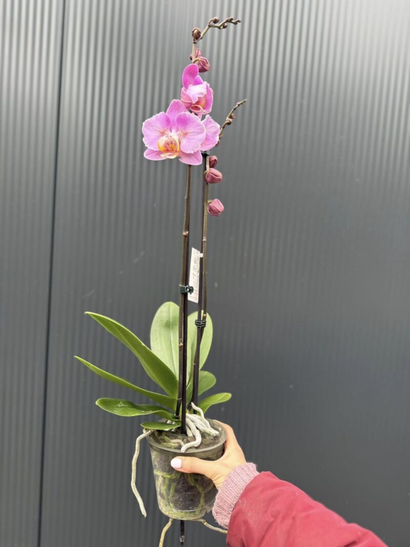 Phalaenopsis Cadillac Peloric | Storczyk