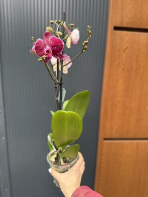 Phalaenopsis Education  | Storczyk