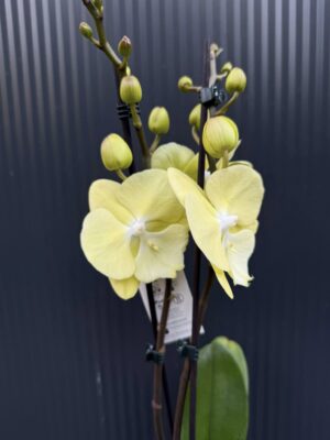 Phalaenopsis (Tying Shin Melody × KS Big Johnson) | Storczyk