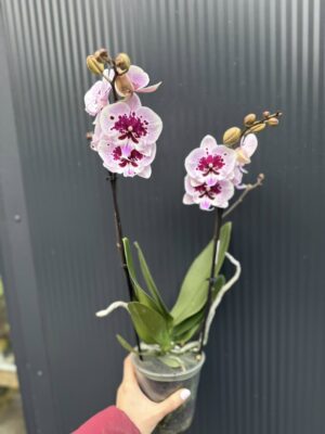 Phalaenopsis Lioulin Hot Lip | Storczyk