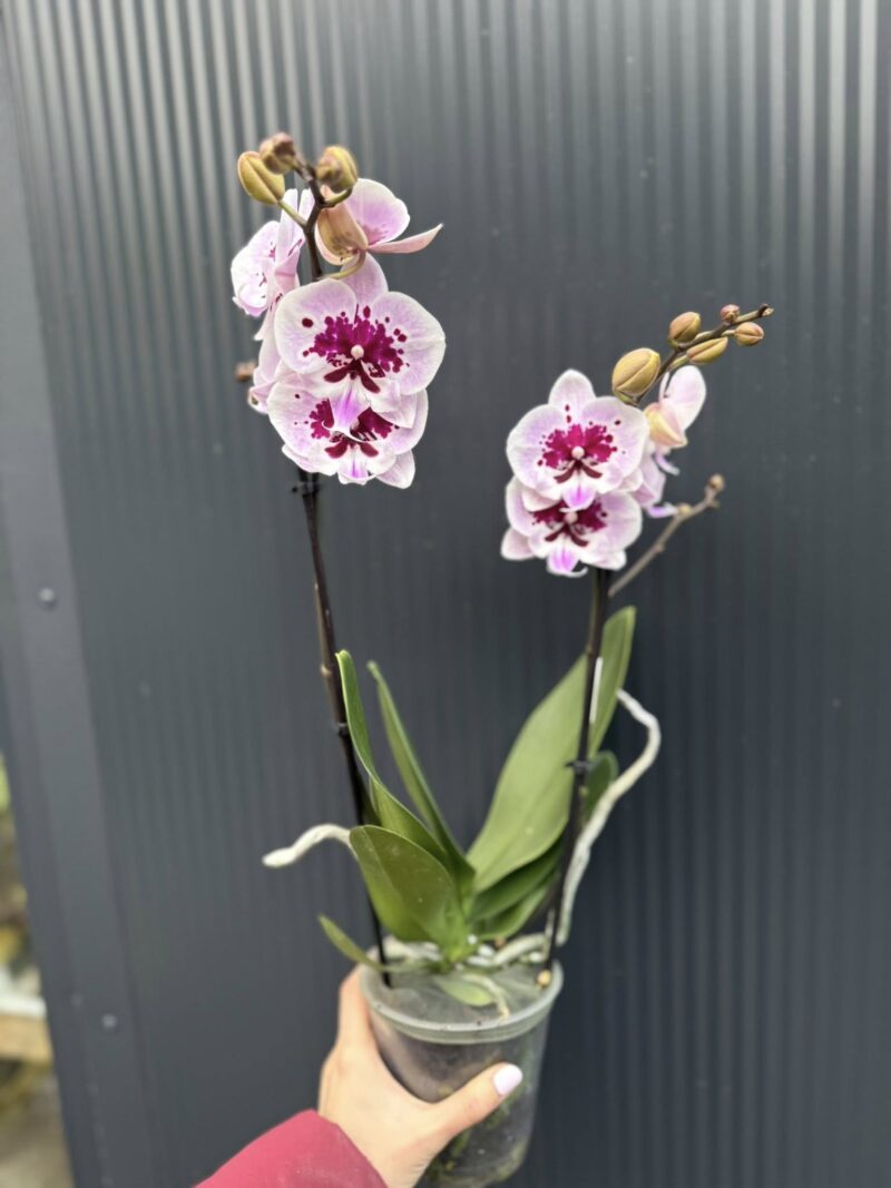 Phalaenopsis Lioulin Hot Lip | Storczyk