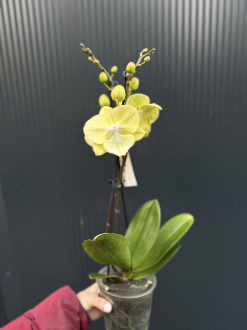 Phalaenopsis (Tying Shin Melody × KS Big Johnson) | Storczyk