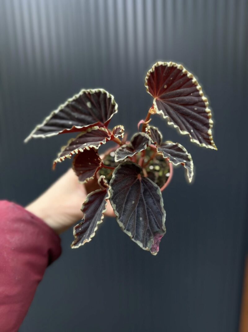 Begonia darthvaderiana ‘Green Spots’