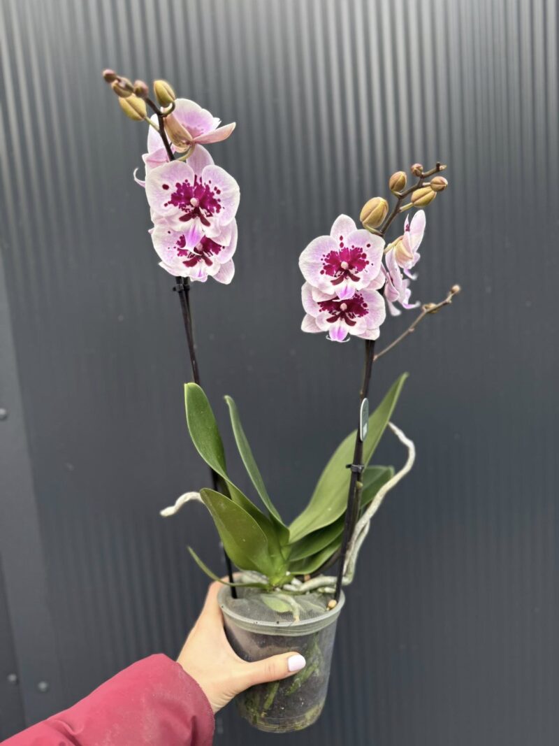 Phalaenopsis Lioulin Hot Lip | Storczyk