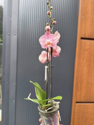 Phalaenopsis Astrid | Storczyk