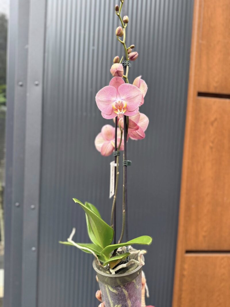 Phalaenopsis Astrid | Storczyk