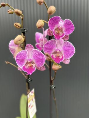 Phalaenopsis Royal Smile | Storczyk