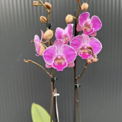 Phalaenopsis Royal Smile | Storczyk