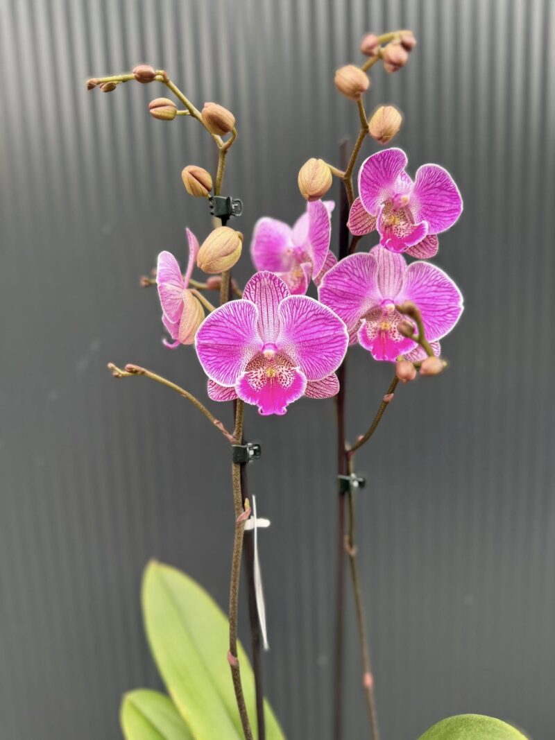 Phalaenopsis Royal Smile | Storczyk
