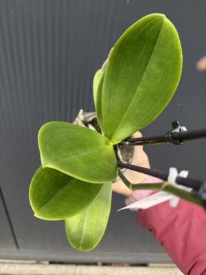 Phalaenopsis ‘Pirate Picotee Red Peloric’ | Storczyk