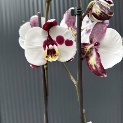 Phalaenopsis Polka Dot | Storczyk