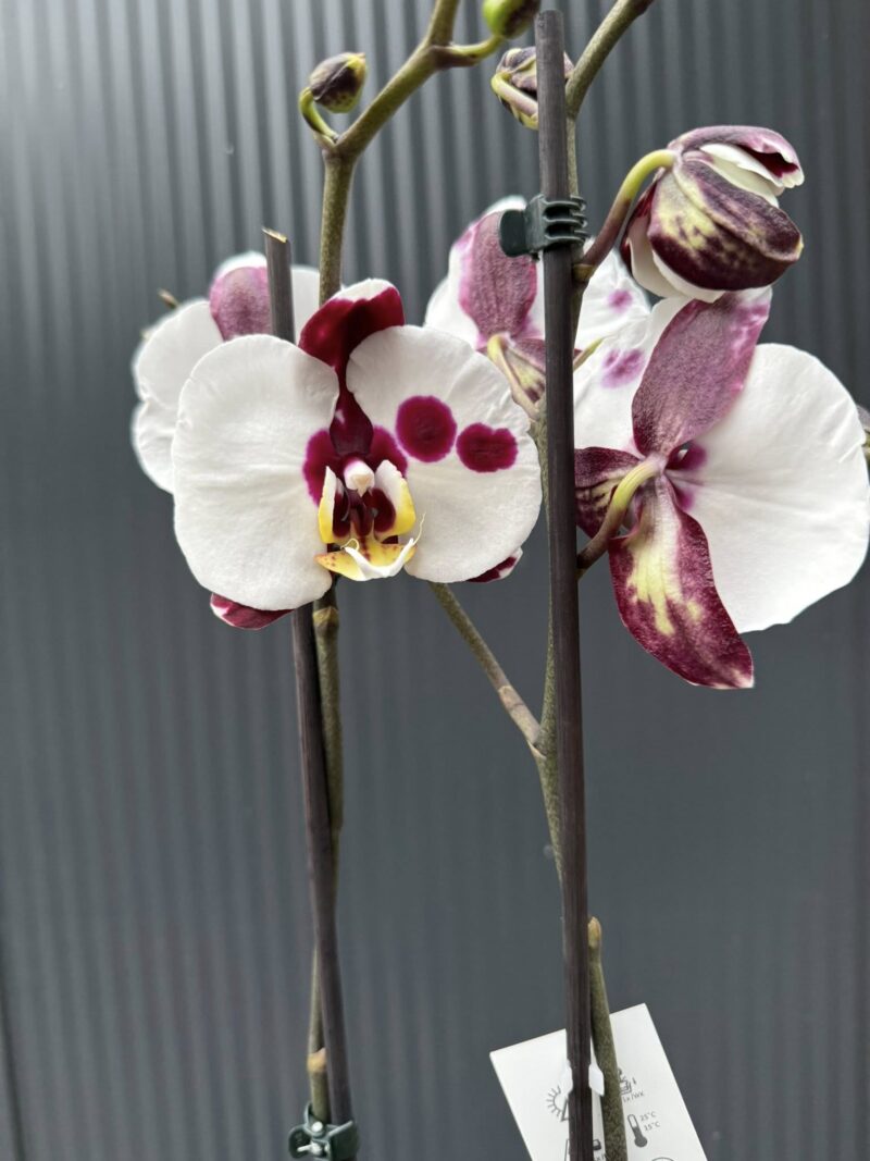Phalaenopsis Polka Dot | Storczyk