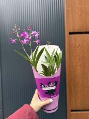 Dendrobium ‘Berry Oda’ | Storczyk