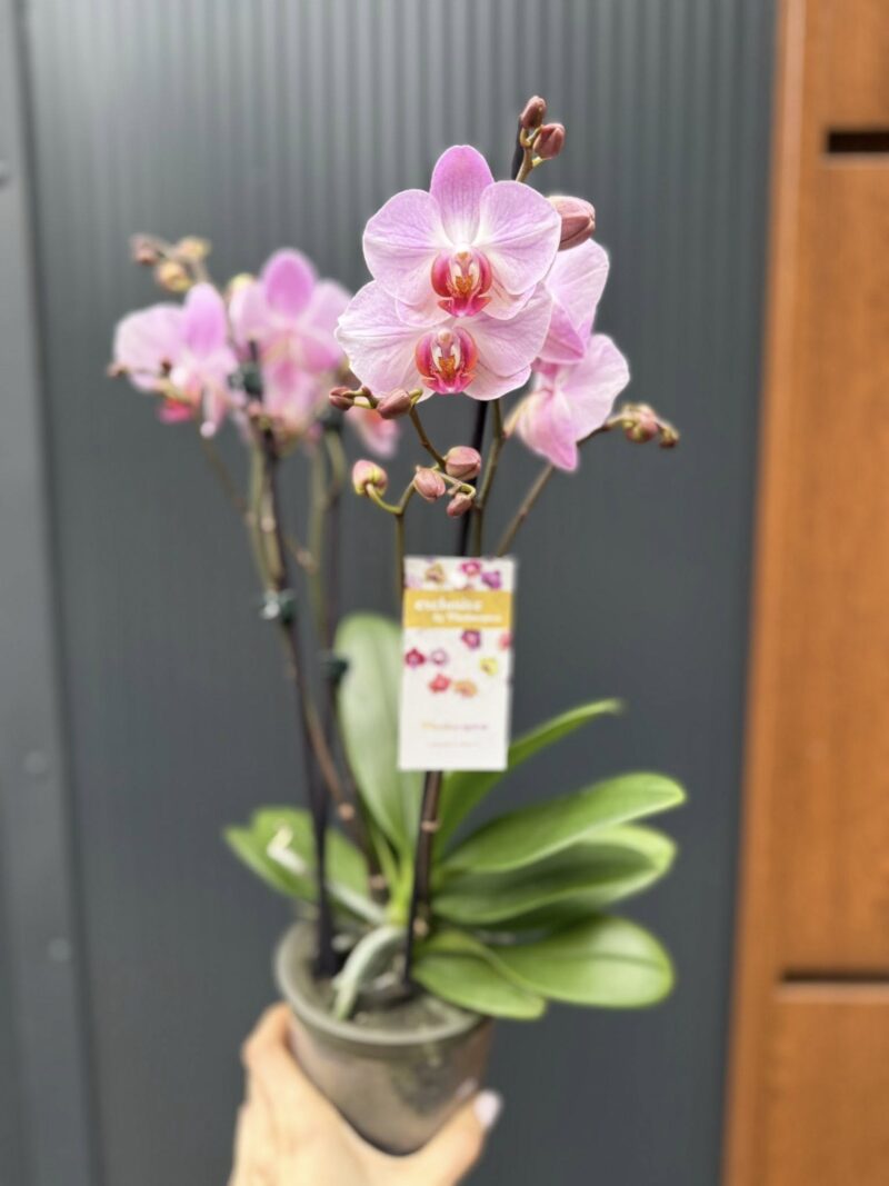 Phalaenopsis ‘Candy’ | Storczyk