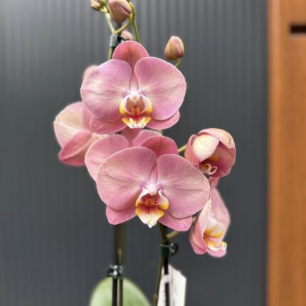 Phalaenopsis Astrid | Storczyk
