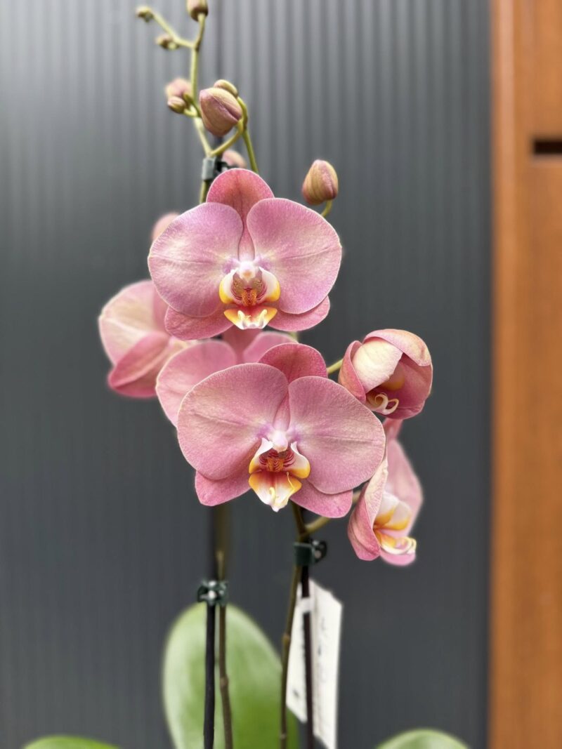Phalaenopsis Astrid | Storczyk