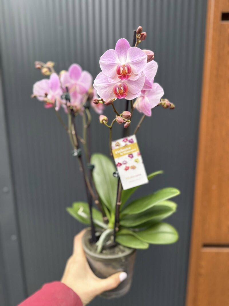 Phalaenopsis ‘Candy’ | Storczyk