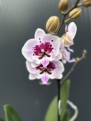 Phalaenopsis Lioulin Hot Lip | Storczyk