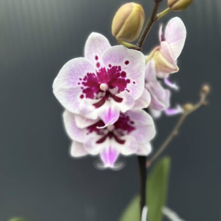 Phalaenopsis Lioulin Hot Lip | Storczyk
