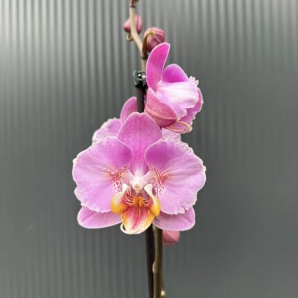 Phalaenopsis Cadillac Peloric | Storczyk