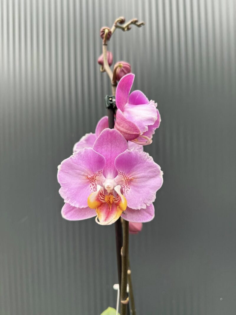 Phalaenopsis Cadillac Peloric | Storczyk