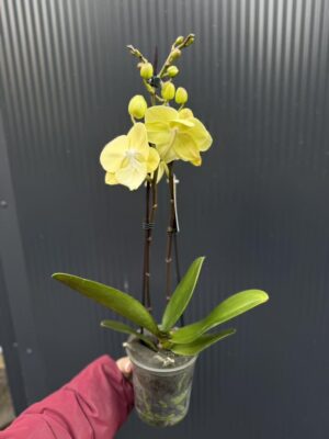 Phalaenopsis (Tying Shin Melody × KS Big Johnson) | Storczyk