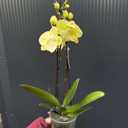 Phalaenopsis (Tying Shin Melody × KS Big Johnson) | Storczyk