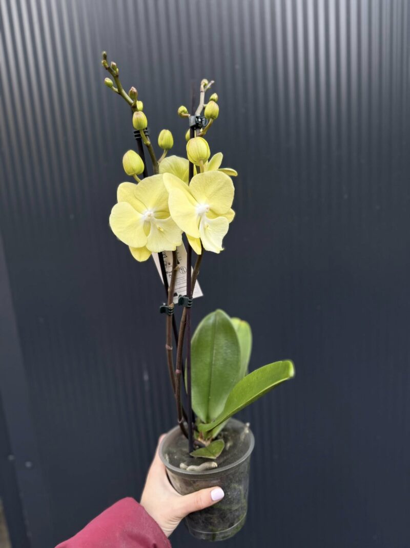 Phalaenopsis (Tying Shin Melody × KS Big Johnson) | Storczyk