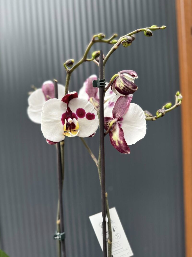 Phalaenopsis Polka Dot | Storczyk
